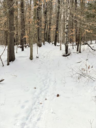 trail in January at Fogg Hill in New Hampshire