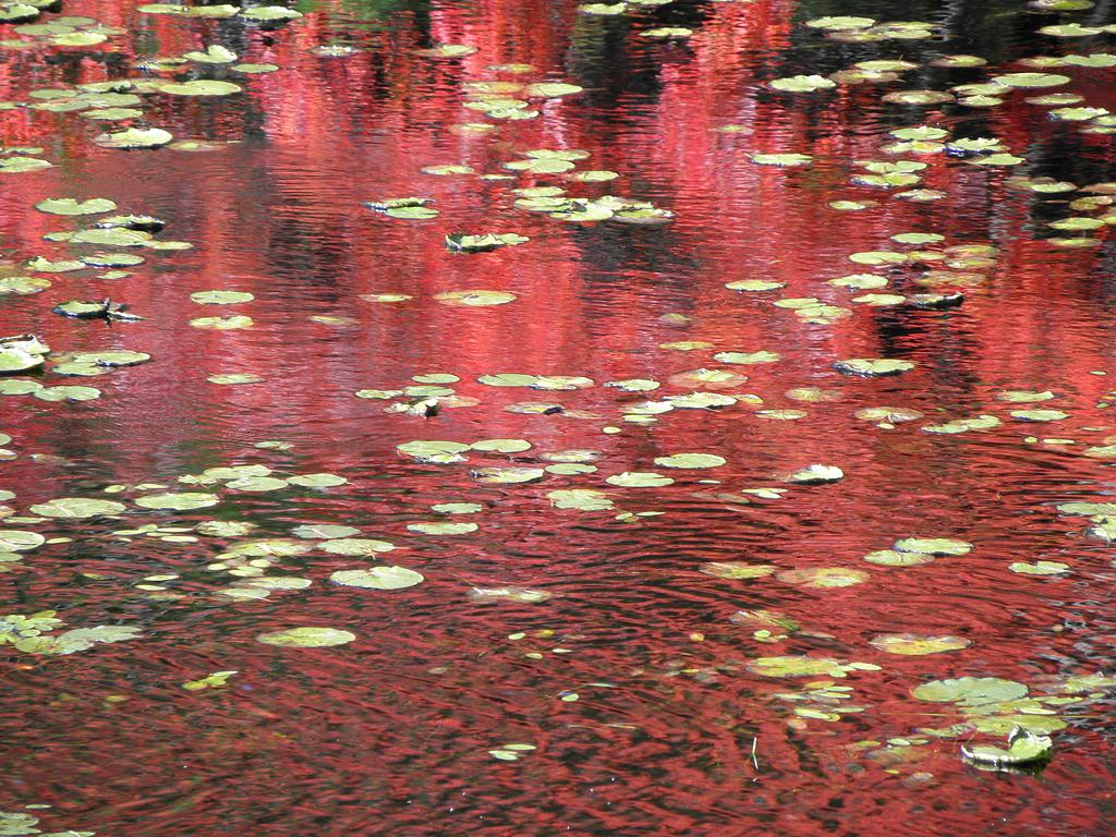 fall color reflected on Clark Pond in southern New Hampshire