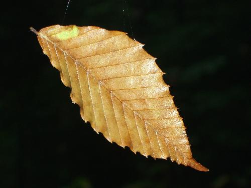 a beech leaf is suspended in mid-air by spider silk above the trail to The Fool Killer Mountain in New Hampshrie