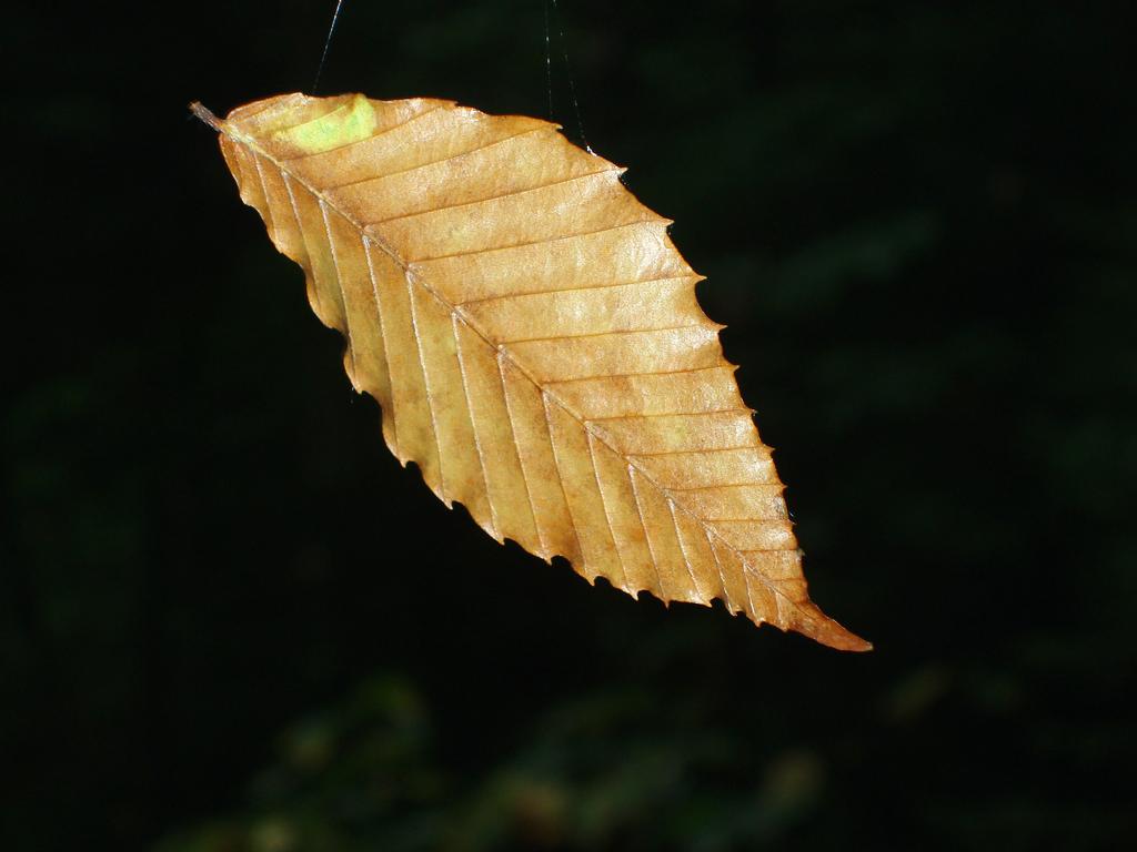 a beech leaf is suspended in mid-air by spider silk on the trail to The Fool Killer Mountain in New Hampshrie
