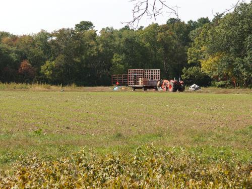 tractor at work in September at the farm field beside Fork Factory Brook in eastern Massachusetts