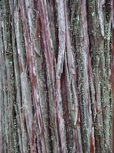 Atlantic White Cedar bark at Forsaith Forest in southern New Hampshire