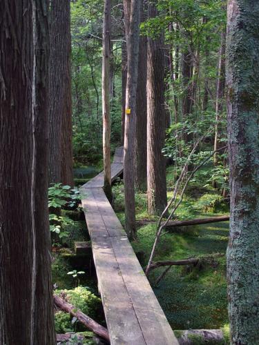 boardwalk through the Atlantic White Cedar swamp at Forsaith Forest in southern New Hampshire