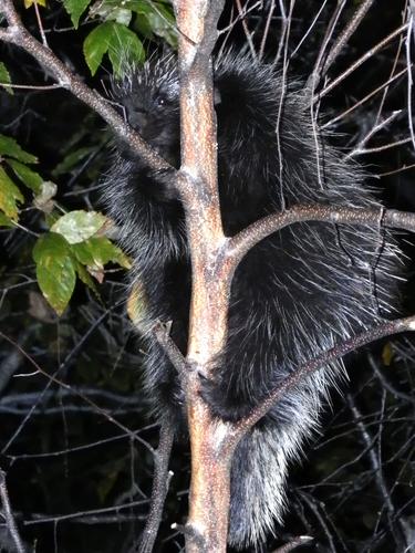 Common Porcupine (Erethizon dorsatum) on Fort Mountain in southern New Hampshire