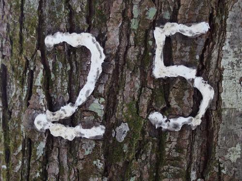 numbered tree at Fox Forest in New Hampshire