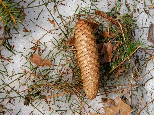 Norway Spruce cone at Fox Forest in New Hampshire