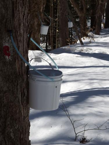 sugaring at Fox Forest in New Hampshire