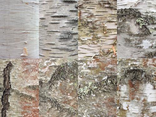 Beautiful varieties of White Birch (Betula papyrifera) bark on the Piney Point Trail at Franklin Falls Trails in New Hampshire