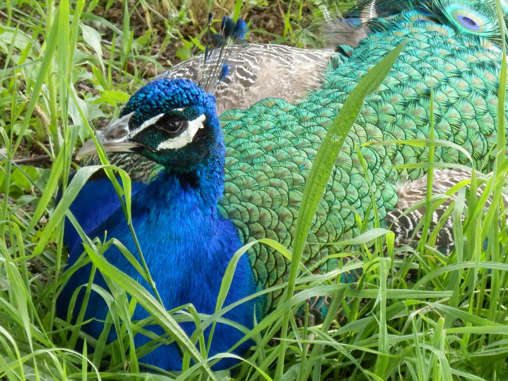 peacock at Franklin Park Zoo in Massachusetts
