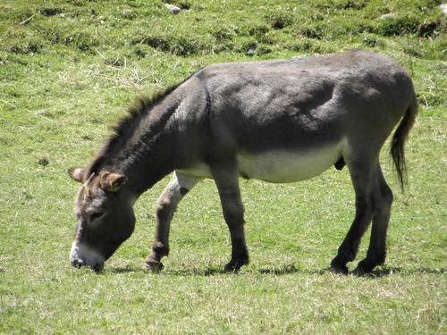Domestic Donkey (Equus africanus asinus)