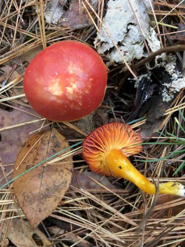 Scarlet Waxycap (Hygrocybe coccinea) mushroom near Frog Rock in southern New Hampshire