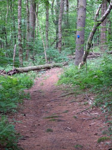 trail at Frye Town Forest in Kingston, New Hampshire