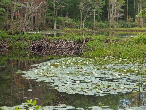 pond and lilies in July at Frye Town Forest at Kingston in southern New Hampshire