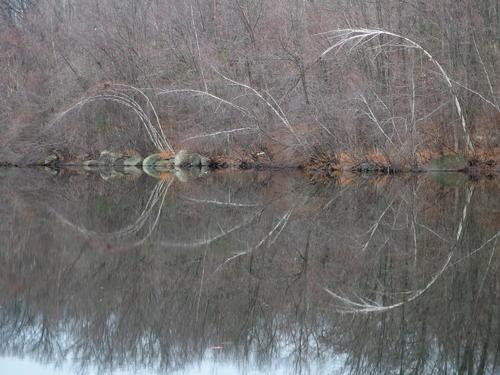 bare bent birches in December make for a curvy reflection on Colburn Pond at Barrett Park in Leominster, MA