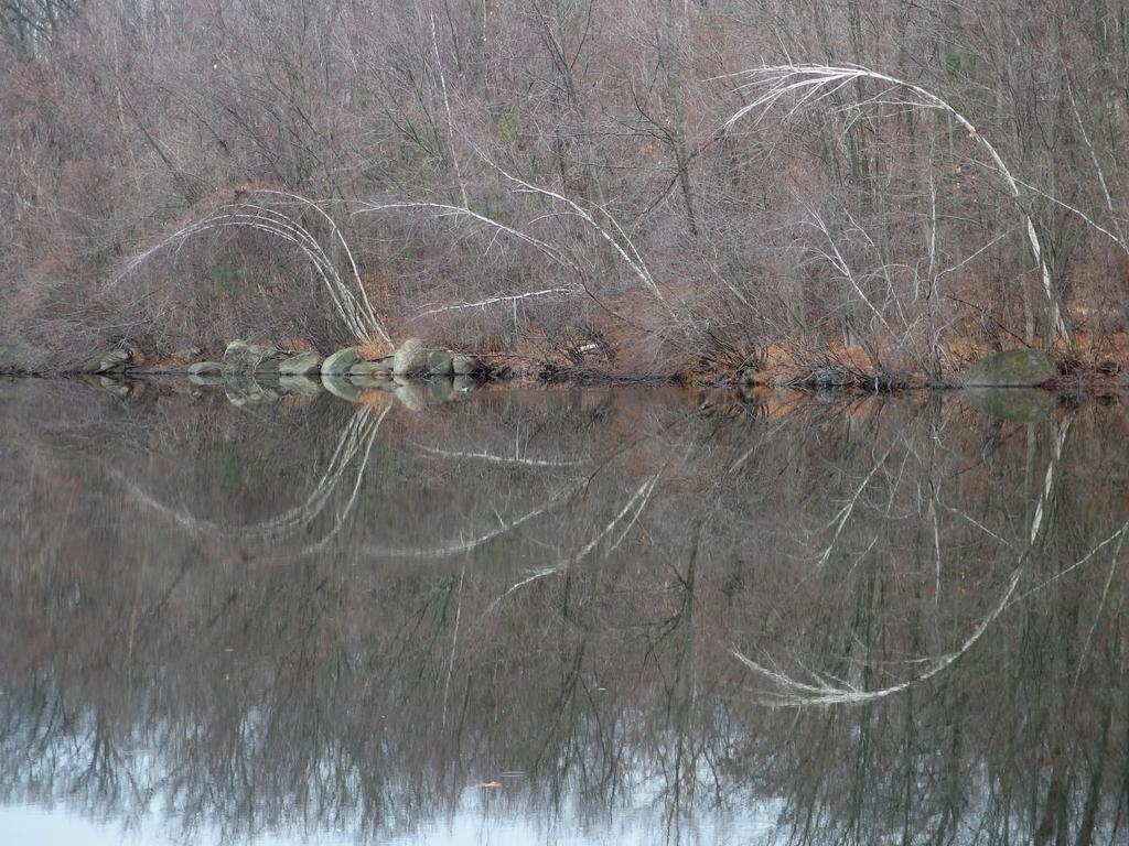 bare bent birches in December make for a cool curvy image on Colburn Pond at Barrett Park in Leominster, MA