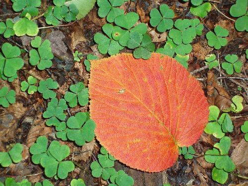 Hobblebush leaf in fall color