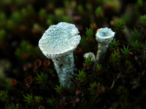 Boreal Pixie-cup lichen