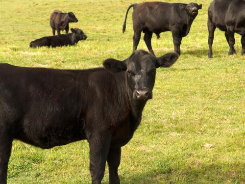 young Angus cow in September at Gibbet Hill near Groton in northeastern Massachusetts