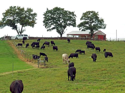 Angus cows in September at Gibbet Hill near Groton in northeastern Massachusetts