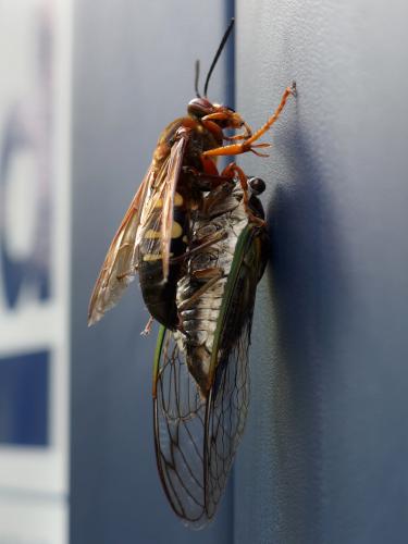 Cicada-killer Wasp with its prey in September at Gibbet Hill near Groton in northeastern Massachusetts