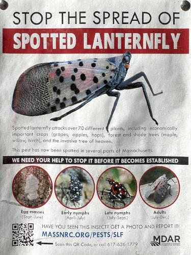 Spotted Lanternfly poster in March at F. Gilbert Hills State Forest in eastern Massachusetts