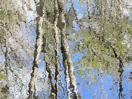 tree reflection in March at F. Gilbert Hills State Forest in eastern Massachusetts