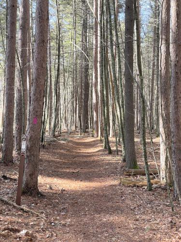 trail in March at F. Gilbert Hills State Forest in eastern Massachusetts