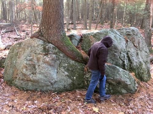 tree on a boulder at Gilson Hill in northeastern Massachusetts