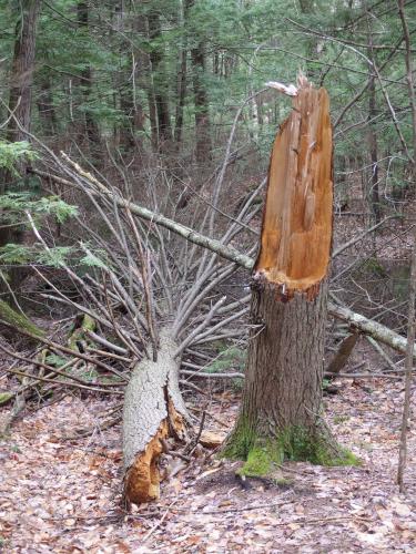 broken trailside tree at Glen Oakes Town Forest in New Hampshire