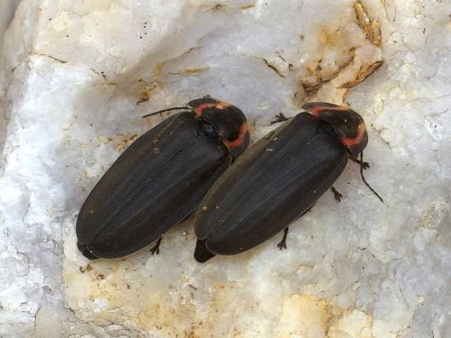 a couple of cute beetles cool out on a block of quartz in April at Glen Oakes Town Forest in southern New Hampshire