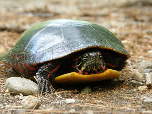 Painted Turtle (Chrysemys picta) in June at Goldsmith Reservation in eastern Massachuestts