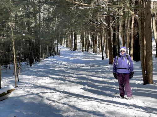 Andee in February in a young hemlock grove at Gonic Trails near Rochester in southeast New Hampshire