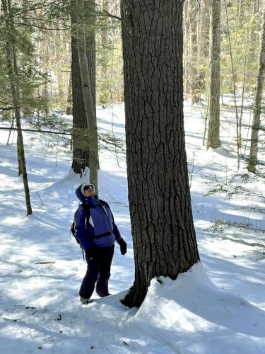 pine tree in February at Gonic Trails near Rochester in southeast New Hampshire