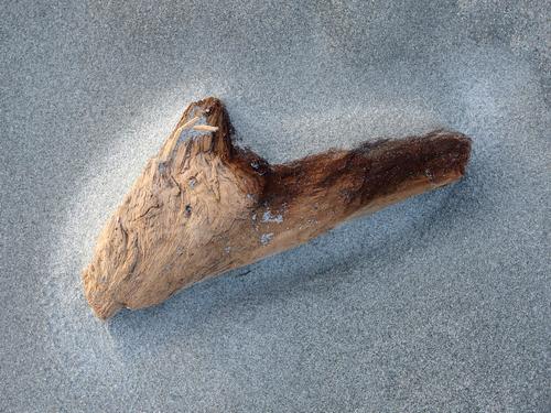 driftwood embedded in the sand in January at Goose Rocks Beach near Kennebunkport in southern Maine