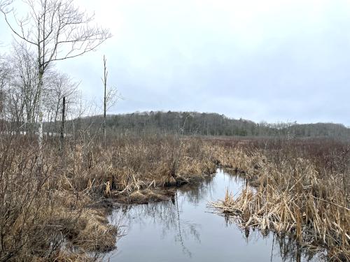 wetland in March at Gordon College Woods in northeast MA