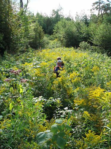 Chuck and Marianne press through nose-high goldenrod on a bushwhack to Gore Mountain in New Hampshire