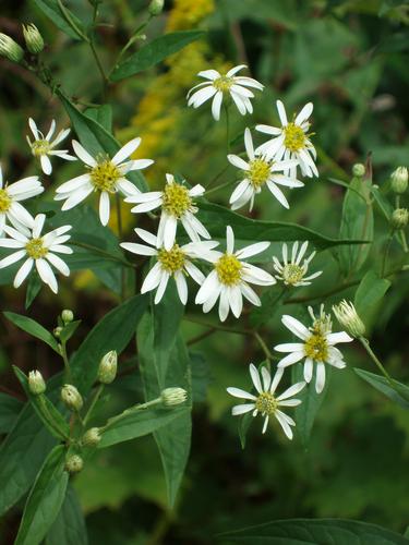 Flat-topped White Aster flowers