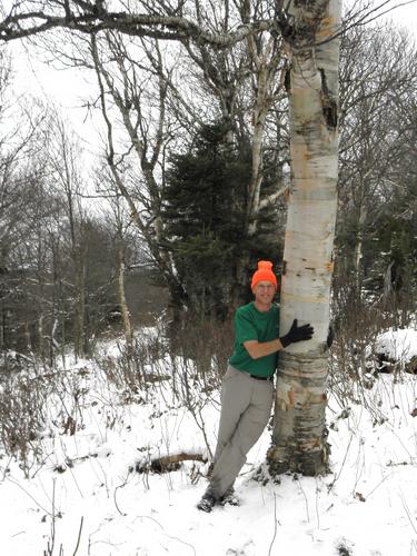 a hiker hugs a birch tree on Gore Mountain in Vermont