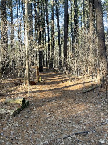 trail in December at Gray Reservation in eastern Massachusetts