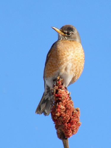 female American Robin in February at Great Bay NERR near Portsmouth NH