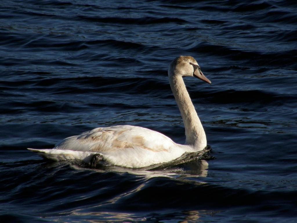 juvenile Mute Swan in February at Great Bay NERR near Portsmouth NH