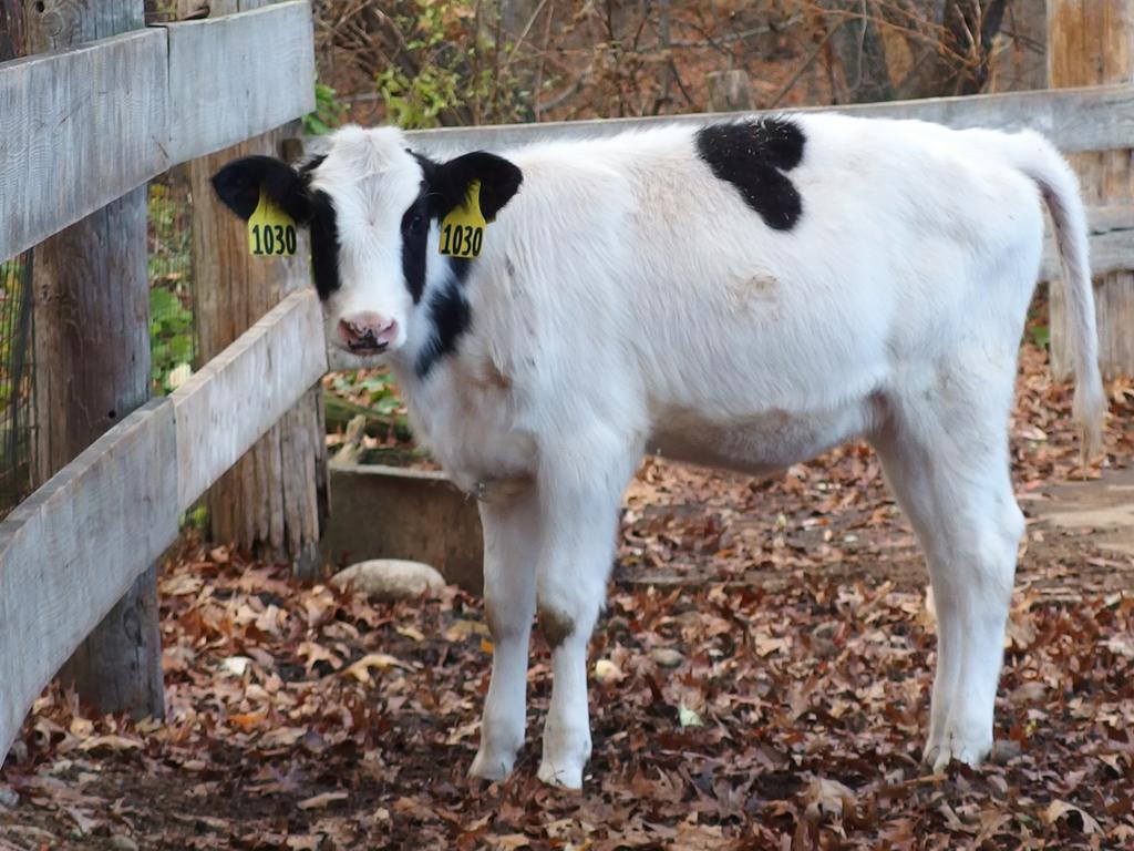 Holstein calf at Great Brook Farm State Park in northeastern Massachusetts