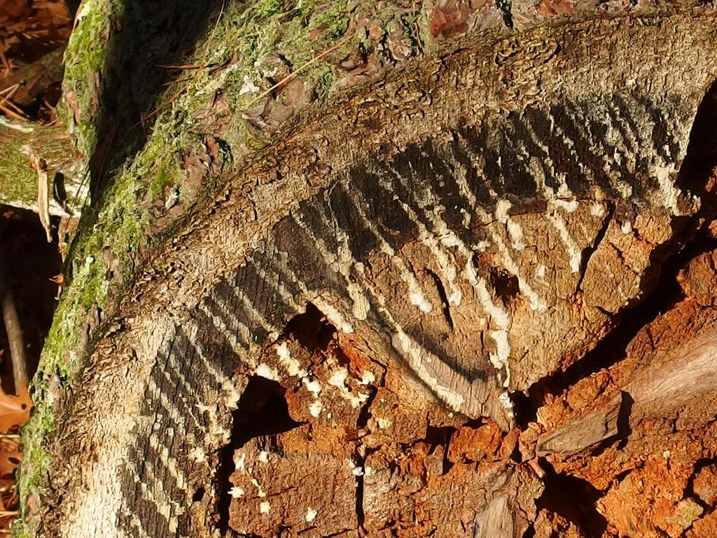 pine tree cross section with peripheral live wood (dripping sap) and central rot at Great Brook Farm State Park in northeastern Massachusetts
