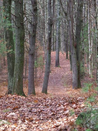 trail at Great Brook Farm State Park near Westford in northeastern Massachusetts