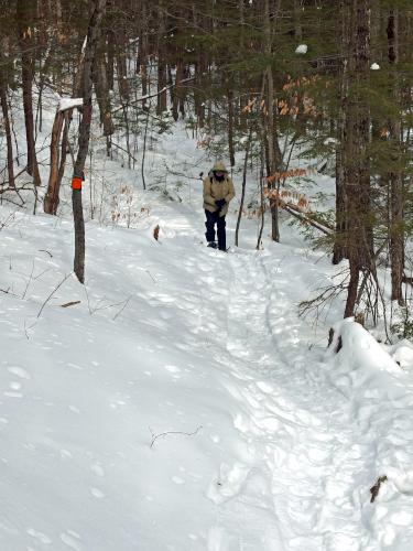 trail in February at Great Gains Memorial Forest near Franklin, New Hampshire