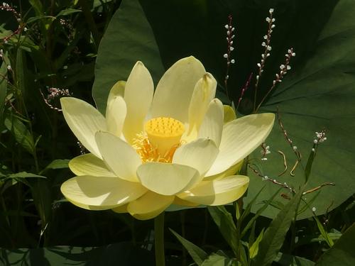 American Lotus (Nelumbo lutea) growing in August at Great Meadows National Wildlife Refuge in eastern Massachusetts