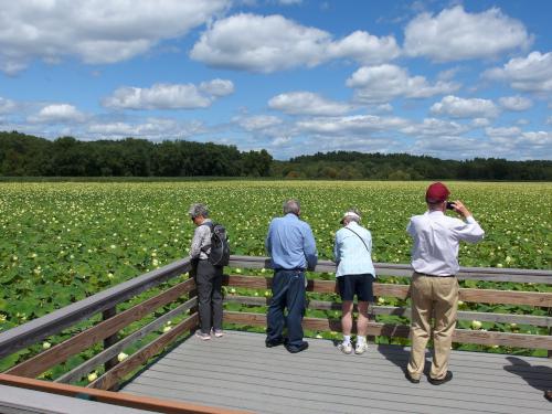 viewing platform in August at Great Meadows National Wildlife Refuge in eastern Massachusetts