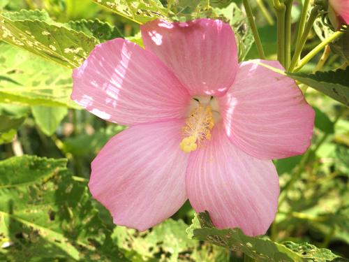 Swamp Rose Mallow (Hibiscus moscheutos) in August at Great Meadows National Wildlife Refuge in eastern Massachusetts