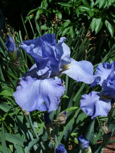 Bearded Iris (Iris germanica)