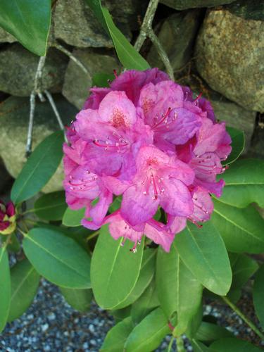 Catawba Rosebay (Rhododendron catawbiense)